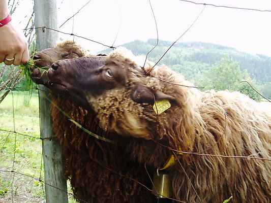 포토 JPG 해외이미지 동물 2 포유류 사람없음 초록색 농장 농경지 갈색 양 양모 수유 해외202004 해외포토 컬러 농업 직물 파일형식 이미지허브