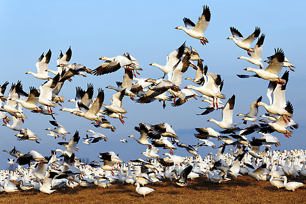 포토 JPG 해외이미지 동물 야생동물 이동 겨울 밭 날개 모션 자연 조류 하늘 사람없음 야외 파란색 봄 흰색 시골 그룹 우아함 군중 속도 사냥 거위 물새 철새 수유 해외202004 해외포토 계절 컬러 컨셉 농업 사람 생태계 파일형식 이미지허브