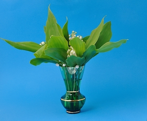 포토 JPG 해외이미지 스튜디오촬영 꽃잎 꽃 줄기 잎 사람없음 신선 해외202004 해외포토 식물 실내 파일형식 이미지허브