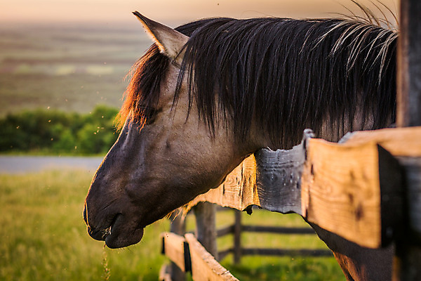 포토 JPG 해외이미지 식물 동물 1 계절 음식 곤충 포유류 자연 초식동물 풍경 사람없음 야외 목재 옆모습 초록색 여름 울타리 햇빛 농장 갈색 머리 평화 일출 맑음 침묵 일몰 목장 시골 먹이 방목 땅 먹기 묘사 문학 갈기 빛망울 넘어짐 동물상 찰과상 해외202004 해외포토 나무 뷰포인트 컬러 컨셉 농업 재료 모션 날씨 신체부위 빛 담장 태양 조형물 노을 소리 축산업 상처 생태계 파일형식 이미지허브
