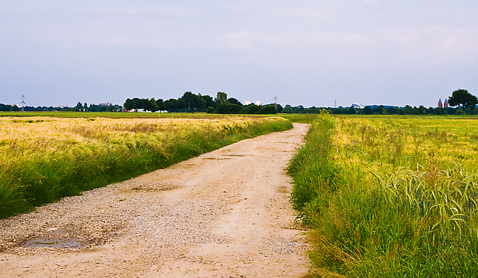 포토 JPG 해외이미지 식물 계절 도로 선 밭 농업 자연 하늘 거리 그림자 씨앗 풍경 잔디 사람없음 야외 여름 파란색 태양 농장 농경지 노란색 환경 맑음 일몰 줄무늬 시골 변화 볏짚 그늘 땅 밀 밀짚 내추럴 땅바닥 밭일 숙성 호밀 해외202004 해외포토 자연요소 산업 길 컬러 컨셉 무늬 교통시설 날씨 곡류 바닥 노을 짚 생태계 파일형식 이미지허브