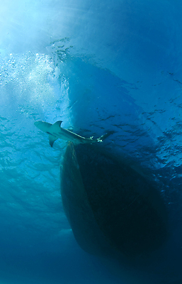 포토 JPG 해외이미지 동물 야생동물 바다 자연 어류 사람없음 물 파란색 수중 보트 레몬 활 육식동물 상어 대서양 바하마 소금물 해외202004 해외포토 자연요소 컬러 배_교통 과일 수중동물 생태계 파일형식 이미지허브