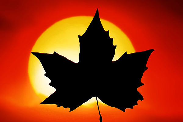 포토 JPG 해외이미지 구름 실루엣 단풍 잎 캐나다 하늘 사람없음 빨간색 빛 햇빛 태양 검은색 미국 일몰 깃발 콜롬비아 땅 북쪽 시각장애인 전국 그리너리 해외202004 해외포토 자연요소 식물 컬러 북아메리카 촬영기법 노을 남아메리카 장애인 방향 파일형식 트랜드컬러 이미지허브