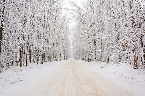 포토 JPG 해외이미지 나무 계절 단풍 겨울 자연 날씨 풍경 사람없음 햇빛 추위 나뭇가지 소나무 숲 서리 자작나무 가문비나무 해외202004 해외포토 식물 잎 태양 생태계 파일형식 이미지허브
