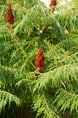 포토 JPG 해외이미지 나무 식물 꽃 낙엽 잎 과일 자연 사람없음 빨간색 초록색 정원 숲 지중해 허브 관목 플라스크 벨벳 해외202004 해외포토 바다 컬러 실험기구 실크 생태계 파일형식 이미지허브