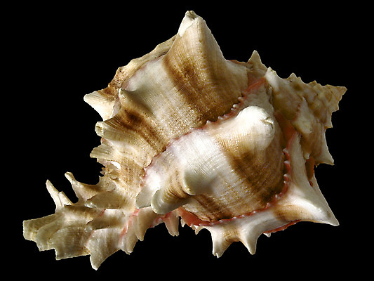 포토 JPG 해외이미지 클리핑패스 바다 분홍색 자연 조개 사람없음 갈색 견본 검은색 수중 줄무늬 껍질 흰색 척추 오브젝트 스파이크 고립 이국적 해외202004 해외포토 컬러 무늬 어패류 뼈 생태계 파일형식 이미지허브