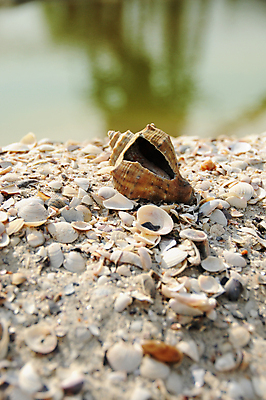 포토 JPG 해외이미지 동물 계절 별 호수 음식 바다 백그라운드 자연 조개 휴식 연체동물 골격 항해 해변 사람없음 야외 껍질 그룹 오브젝트 홍합 내추럴 깨짐 동물상 해병대 해외202004 해외포토 자연요소 컨셉 배_교통 어패류 무척추동물 군대 조형물 생태계 파일형식 이미지허브