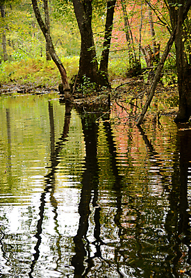 포토 JPG 해외이미지 나무 계절 호수 물결 자연 풍경 사람없음 초록색 물 여름 강 반사 평화 활발 가을 민물 해외202004 해외포토 자연요소 식물 컬러 컨셉 생태계 파일형식 이미지허브