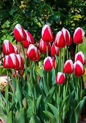 포토 JPG 해외이미지 식물 계절 꽃잎 꽃 줄기 꽃다발 잎 꽃무늬 자연 선물 사람없음 빨간색 세로 초록색 물 컬러풀 머리 봄 활발 튤립 벚꽃 흰색 신선 떨어짐 이슬 다발 오브젝트 해외202004 해외포토 자연요소 컬러 컨셉 무늬 신체부위 생태계 파일형식 이미지허브