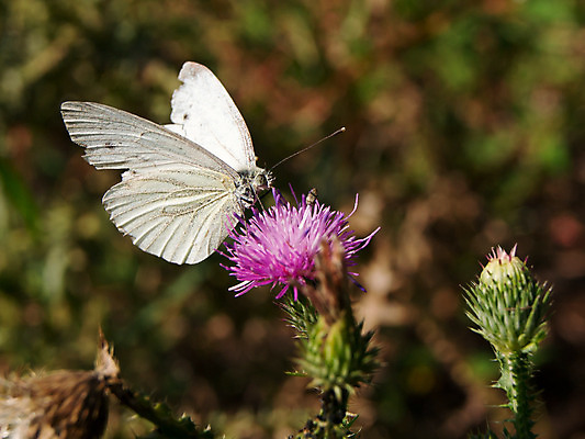 포토 JPG 해외이미지 동물 꽃 야생동물 나비 곤충 날개 자연 사람없음 초록색 여름 노란색 환경 정원 벚꽃 흰색 닫기 작음 생물학 해외202004 해외포토 식물 계절 교육 컬러 모션 크기 생태계 파일형식 이미지허브