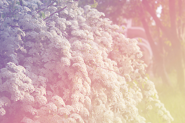 포토 JPG 해외이미지 식물 꽃잎 꽃 잎 자연 사람없음 야외 여름 정원 봄 벚꽃 흰색 개화 그룹 큼 오브젝트 화단 해외202004 해외포토 계절 컬러 크기 생태계 파일형식 이미지허브