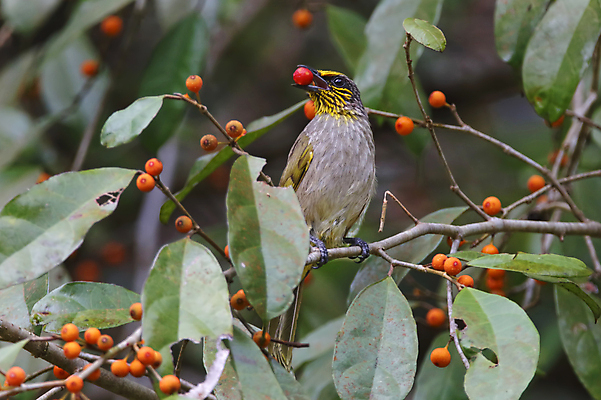 포토 JPG 해외이미지 나무 동물 여자 남자 아시아 얼굴 야생동물 백그라운드 날개 과일 자연 조류 사람없음 야외 목재 가로 초록색 컬러풀 머리 환경 줄무늬 나뭇가지 막대기 닫기 숲 깃털 꼬리 부리 서식지 생태학 이국적 해외202004 해외포토 식물 교육 나라 컬러 무늬 재료 모션 사람 신체부위 생태계 파일형식 이미지허브