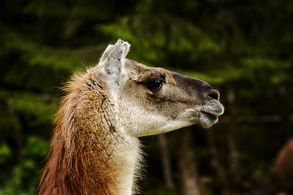 포토 JPG 해외이미지 동물 유럽 야생동물 자연 동물원 북유럽 노르웨이 사람없음 야외 스칸디나비아 해외202004 해외포토 나라 생태계 파일형식 이미지허브