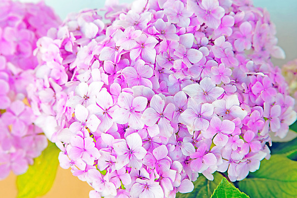 포토 JPG 해외이미지 식물 꽃 분홍색 백그라운드 잎 자연 사람없음 초록색 여름 정원 일본 벚꽃 나뭇가지 신선 그룹 닫기 큼 수국 많음 해외202004 해외포토 나무 계절 아시아 컬러 컨셉 모션 크기 생태계 파일형식 이미지허브