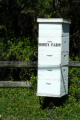 포토 JPG 해외이미지 곤충 자연 사람없음 건물 꿀 벌집 식민지 해외202004 해외포토 동물 건축물 생태계 파일형식 이미지허브