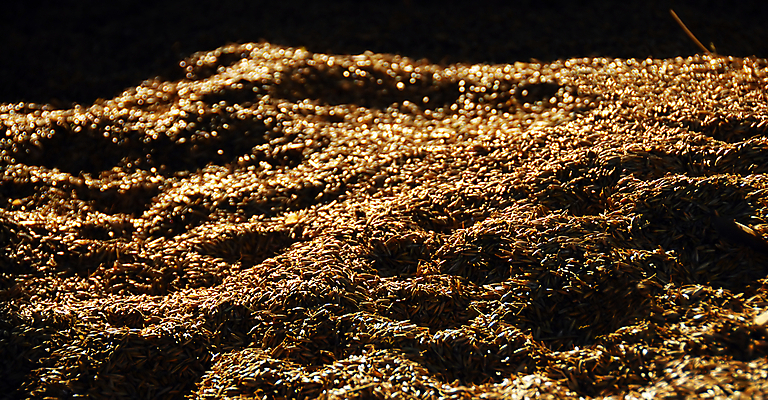 포토 JPG 해외이미지 식물 음식 백그라운드 농업 재료 건조 건강 그림자 옥수수 씨앗 사람없음 야외 여름 빛 농작물 햇빛 노란색 맑음 수확 시골 황금 낟알 시리얼 밀 날것 귀 박테리아 내추럴 모종 사일로 숙성 작살 많음 해외202004 해외포토 계절 산업 컬러 컨셉 의학 날씨 곡류 신체부위 태양 파일형식 이미지허브