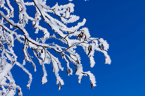 포토 JPG 해외이미지 나무 디자인 계절 조각 백그라운드 크리스마스 겨울 패턴 창문 자연 날씨 새로움 산 사람없음 야외 빨간색 파란색 얼음 추위 안개 백발 흰색 나뭇가지 숲 시원함 12월 크리스탈 질감 서리 1월 내추럴 2월 반투명 폭설 눈내림 해외202004 해외포토 자연요소 식물 헤어스타일 기념일 컬러 컨셉 무늬 눈_날씨 날짜 광석 자연재해 생태계 파일형식 이미지허브