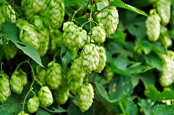 포토 JPG 해외이미지 주간 잎 매달리기 사람없음 야외 해외202004 홉 해외포토 자연요소 식물 모션 파일형식 이미지허브