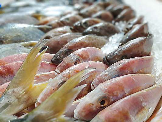 포토 JPG 해외이미지 백그라운드 낚시 어류 요리 사람없음 판매 세일 얼음 추위 신선 시장 해산물 고등어 해외202004 해외포토 자연요소 레저 수중동물 파일형식 이미지허브