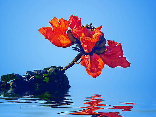 포토 JPG 해외이미지 나무 식물 꽃 백그라운드 오렌지 하늘 사람없음 장식 빨간색 여름 파란색 중국 튤립 나뭇가지 개화 내추럴 해외202004 해외포토 계절 아시아 컬러 과일 파일형식 이미지허브