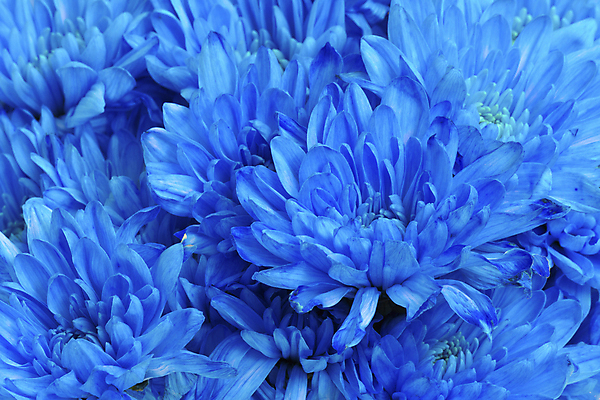 포토 JPG 해외이미지 식물 꽃잎 꽃 백그라운드 자연 추상 국화 사람없음 장식 파란색 컬러풀 정원 활발 벚꽃 신선 확대 허브 해외202004 해외포토 컬러 컨셉 무늬 생태계 파일형식 이미지허브