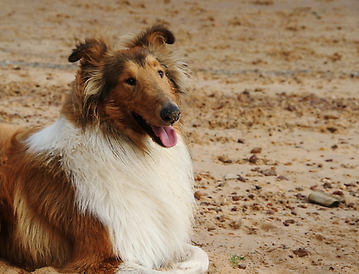 포토 JPG 해외이미지 동물 응시 행복 백그라운드 자연 사람없음 야외 초록색 반려동물 갈색 흰색 양치기 개 강아지 작음 해외202004 해외포토 직업 시선 감정 컬러 포유류 크기 생태계 파일형식 이미지허브
