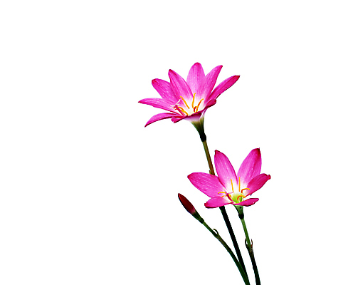 포토 JPG 해외이미지 스튜디오촬영 식물 꽃잎 꽃 분홍색 잎 꽃무늬 자연 선물 사람없음 가로 여름 컬러풀 봄 성장 흰색 신선 우아함 백합 환경보전 흰배경 심플 부드러움 고립 꽃수술 카피스페이스 해외202004 해외포토 계절 컬러 백그라운드 컨셉 무늬 실내 공백 감각 사회이슈 생태계 파일형식 이미지허브