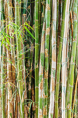 포토 JPG 해외이미지 나무 식물 아시아 백그라운드 잎 패턴 자연 동양인 사람없음 야외 목재 초록색 정원 성장 신선 그룹 숲 대나무 원예 내추럴 생태학 해외202004 해외포토 교육 나라 컬러 무늬 재료 인종 취미 생태계 파일형식 이미지허브