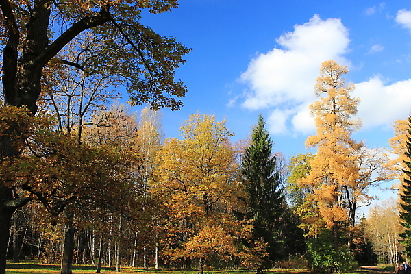 포토 JPG 해외이미지 나무 구름 공원 사람없음 가을 나뭇가지 해외202004 해외포토 자연요소 식물 계절 공공시설 파일형식 이미지허브