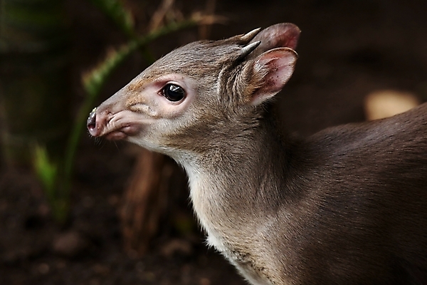 포토 JPG 해외이미지 동물 공원 남자 야생동물 분홍색 포유류 아프리카 자연 초식동물 털 뿔 종류 사람없음 야외 초록색 파란색 갈색 촉촉함 게임 황무지 작음 수줍음 사파리 코 영양 내추럴 가젤 동물상 해외202004 해외포토 공공시설 감정 나라 컬러 놀이 사람 신체부위 조형물 젖음 크기 생태계 파일형식 이미지허브