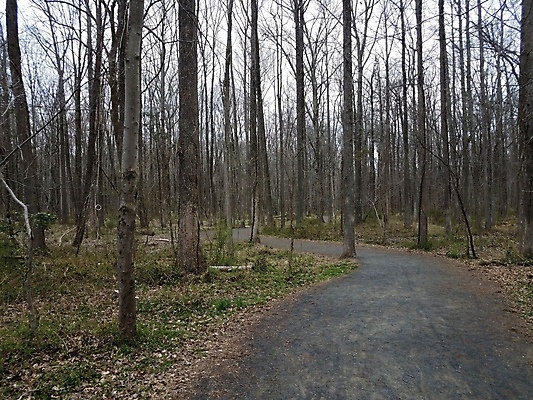 포토 JPG 해외이미지 나무 식물 길 잎 자국 자연 사람없음 야외 초록색 갈색 하이킹 조약돌 숲 나무껍질 암초 해외202004 해외포토 컬러 레저 껍질 돌_바위 생태계 파일형식 이미지허브