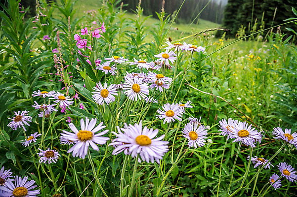 포토 JPG 해외이미지 식물 계절 꽃 분홍색 꽃무늬 밭 자연 하늘 산 풍경 사람없음 야외 초록색 여름 컬러풀 노란색 환경 맑음 보라색 들꽃 벚꽃 흰색 하트 황무지 해외202004 해외포토 모양 컬러 무늬 농업 날씨 생태계 파일형식 이미지허브