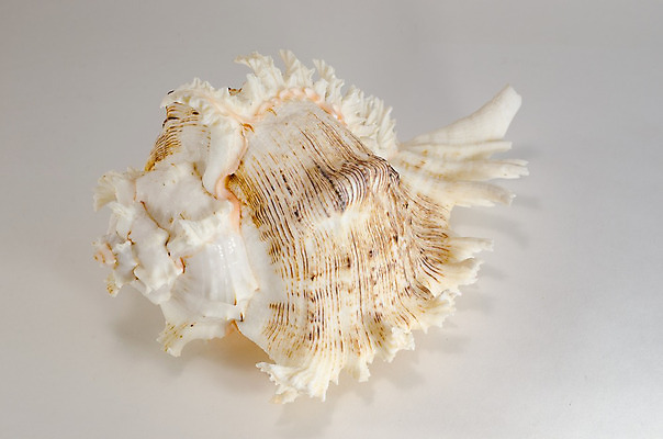 포토 JPG 해외이미지 동물 디자인 모래 파도 바다 섬 여행 백그라운드 밭 자연 휴가 조개 불가사리 항해 어류 사람없음 물 여름 컬러풀 껍질 만 소라 보석 수집 다이빙 이국적 해외202004 해외포토 자연요소 계절 컬러 농업 배_교통 어패류 극피동물 수영 수중동물 광석 생태계 수중스포츠 파일형식 이미지허브