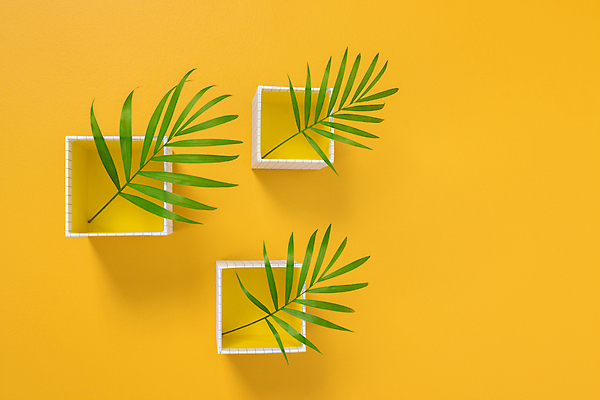 포토 JPG 해외이미지 나무 식물 행복 화초 백그라운드 잎 꽃무늬 자연 주택 사람없음 내부 장식 초록색 인테리어 상자 컬러풀 야자수 노란색 꽃병 맑음 공백 활발 흰색 원예 질감 심플 객실 내추럴 이국적 카피스페이스 미니멀 해외202004 해외포토 디자인 꽃 감정 컬러 컨셉 무늬 날씨 취미 건물 생태계 파일형식 이미지허브