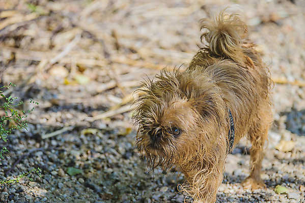 포토 JPG 해외이미지 동물 척추동물 응시 포유류 생물 털 노르웨이 사람없음 반려동물 갈색 개 강아지 작음 모피 송곳니 경보 기르기 유래 차단 해외202004 해외포토 시선 유럽 컬러 치아 크기 돌봄 파일형식 이미지허브
