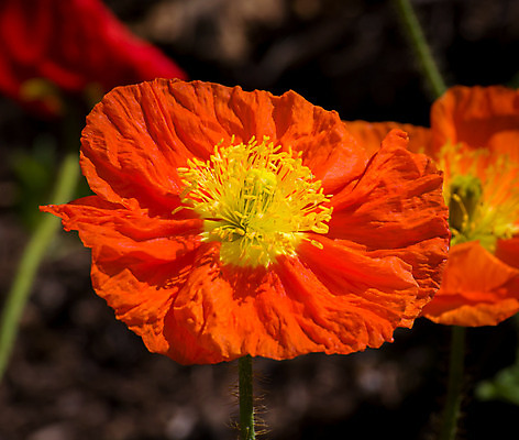 포토 JPG 해외이미지 식물 계절 꽃잎 꽃 줄기 꽃무늬 밭 오렌지 자연 사랑 사람없음 빨간색 세로 초록색 여름 컬러풀 노란색 정원 봄 활발 들꽃 벚꽃 개화 묘사 흰배경 캘리포니아 꽃가루 양귀비 고립 해외202004 해외포토 감정 컬러 백그라운드 컨셉 무늬 농업 과일 미국 흰색 가루 생태계 파일형식 이미지허브