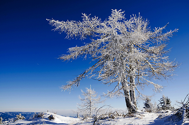 포토 JPG 해외이미지 나무 식물 계절 백그라운드 겨울 자연 하늘 날씨 산 풍경 사람없음 야외 파란색 햇빛 맑음 냉동 얼음 추위 흰색 고독 정상 언덕 서리 내추럴 해외202004 해외포토 자연요소 감정 컬러 태양 생태계 파일형식 이미지허브