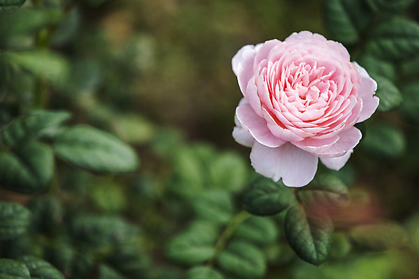 포토 JPG 해외이미지 식물 꽃잎 꽃 분홍색 꽃다발 결혼 백그라운드 잎 꽃무늬 패턴 자연 엄마 발렌타인데이 스웨덴 선물 사랑 사람없음 야외 초록색 여름 장미 정원 꽃병 봄 수확 벚꽃 흰색 축하 인사 신선 신용카드 다발 원예 부드러움 여왕 내추럴 고립 해외202004 해외포토 계절 감정 컬러 컨셉 무늬 농업 가족 데이이벤트 북유럽 이벤트 취미 금융 예절 감각 생태계 파일형식 이미지허브