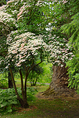 포토 JPG 해외이미지 나무 식물 공원 꽃 분홍색 새로움 사람없음 봄 도시 개화 아일랜드 더블린 플로리다 해외202004 해외포토 계절 공공시설 유럽 컬러 컨셉 미국 파일형식 이미지허브