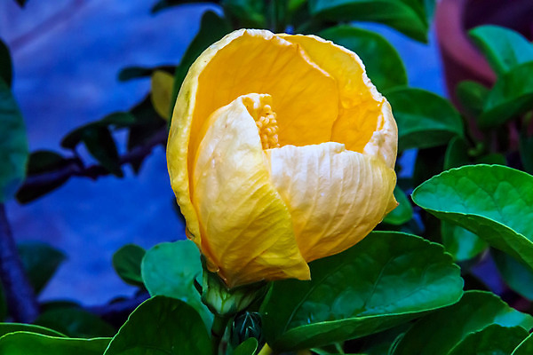 포토 JPG 해외이미지 식물 계절 꽃잎 꽃 꽃다발 백그라운드 꽃무늬 밭 자연 하늘 추상 풍경 사람없음 빨간색 초록색 여름 파란색 햇빛 태양 농장 노란색 우주 맑음 봄 벚꽃 흰색 시골 4월 배열 내추럴 해외202004 해외포토 자연요소 컬러 무늬 농업 날씨 날짜 생태계 파일형식 이미지허브