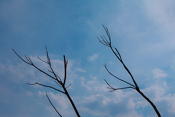 포토 JPG 해외이미지 나무 식물 구름 계절 공원 실루엣 백그라운드 밭 농업 자연 벽지 하늘 날씨 추상 건조 미술 풍경 사람없음 야외 목재 여름 파란색 태양 환경 검은색 어둠 봄 가을 나뭇가지 시골 죽음 고독 숲 싱글 전쟁 가뭄 내추럴 옛날 혼자 수평선 해외202004 해외포토 자연요소 공공시설 감정 산업 컬러 무늬 재료 문화예술 촬영기법 생태계 파일형식 이미지허브