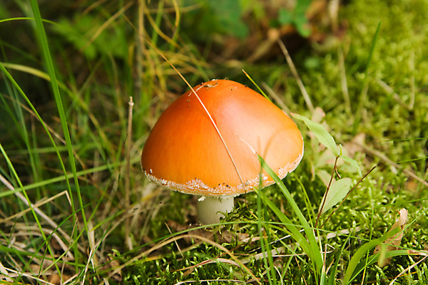 포토 JPG 해외이미지 주간 자연 근접촬영 잔디 사람없음 야외 버섯 숲속 해외202004 해외포토 자연요소 식물 뷰포인트 숲 생태계 파일형식 이미지허브