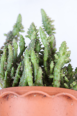 포토 JPG 해외이미지 모양 식물 지구 모래 잎 공 자연 선인장 건조 통 사람없음 장식 초록색 물 여름 정원 사막 성장 흰색 뜨거움 원형 황금 정상 위험 척추 묘사 리빙 내추럴 해외202004 해외포토 자연요소 도형 계절 컬러 컨셉 뼈 생태계 파일형식 이미지허브