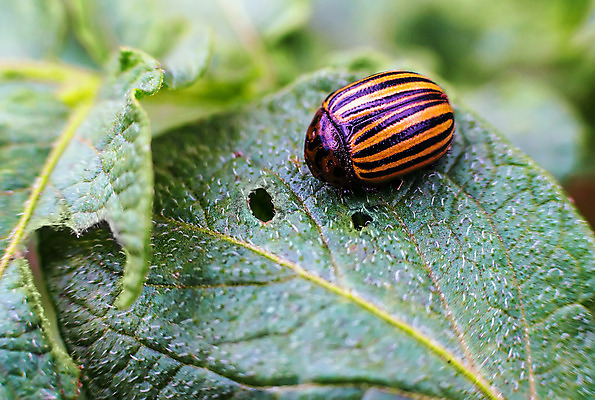 포토 JPG 해외이미지 식물 동물 계절 야생동물 곤충 잎 밭 농업 채소 자연 감자 사람없음 야외 초록색 여름 농작물 농장 환경 정원 줄무늬 손상 시골 해충 벌레 먹기 딱정벌레 원예 생물학 기생충 적 콜로라도 해외202004 해외포토 교육 산업 컬러 컨셉 무늬 모션 취미 미국 바이러스 생태계 파일형식 이미지허브