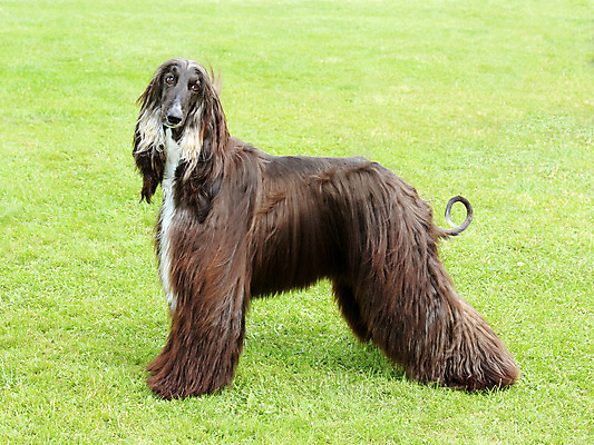 포토 JPG 해외이미지 동물 1 응시 포즈 백그라운드 장난 사람없음 반려동물 갈색 흰색 개 강아지 작음 부식 사냥개 슛 사냥꾼 거짓말 고립 기르기 해외202004 해외포토 직업 시선 컬러 포유류 크기 돌봄 파일형식 이미지허브