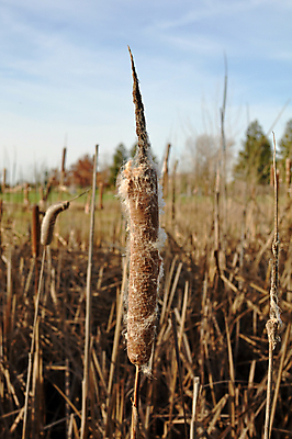 포토 JPG 해외이미지 식물 계절 호수 겨울 자연 사람없음 추위 농촌 습지 변소 해외202004 해외포토 시골 생태계 파일형식 이미지허브
