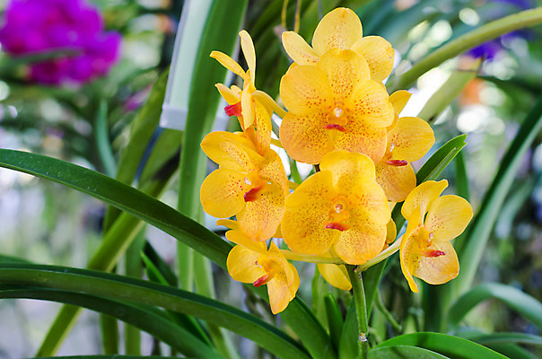 포토 JPG 해외이미지 식물 꽃잎 꽃 백그라운드 꽃무늬 패턴 자연 동양인 사람없음 장식 갈색 노란색 성장 벚꽃 나뭇가지 화려 그룹 난초 우아함 이국적 해외202004 해외포토 나무 컬러 컨셉 무늬 인종 생태계 파일형식 이미지허브