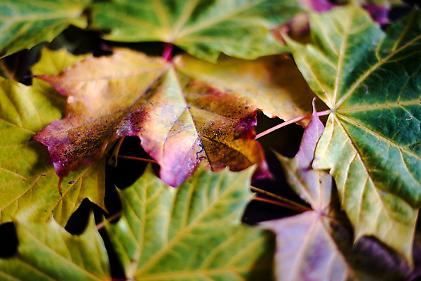 포토 JPG 해외이미지 나무 식물 계절 공원 백그라운드 단풍 낙엽 잎 캐나다 패턴 오렌지 자연 건조 기술 사람없음 장식 빨간색 초록색 컬러풀 갈색 노란색 활발 가을 흰색 황금 숲 9월 11월 심볼 싱글 유기농 질감 정맥 10월 내추럴 노화 해외202004 해외포토 웰빙 공공시설 컬러 컨셉 북아메리카 무늬 과일 날짜 생태계 혈관 파일형식 이미지허브
