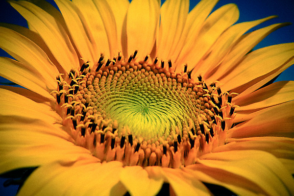 포토 JPG 해외이미지 식물 계절 꽃 백그라운드 꽃무늬 패턴 농업 자연 해바라기 씨앗 사람없음 여름 농작물 컬러풀 노란색 벚꽃 시골 개화 닫기 묘사 유기농 내추럴 해외202004 해외포토 웰빙 산업 컬러 무늬 모션 생태계 파일형식 이미지허브