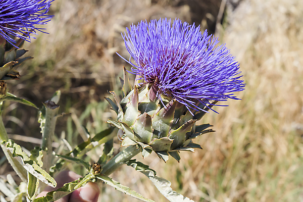 포토 JPG 해외이미지 식물 꽃 음식 분홍색 백그라운드 잎 농업 채소 자연 국화 건강 사람없음 야외 초록색 여름 파란색 농장 지구본 보라색 벚꽃 신선 개화 닫기 큼 자르기 먹기 제비꽃 묘사 유기농 향기 엉겅퀴 유지 내추럴 아티초크 채식주의자 해외202004 해외포토 웰빙 계절 산업 컬러 모션 크기 생태계 채식 냄새 파일형식 이미지허브
